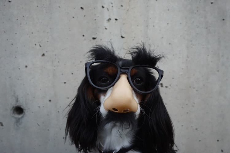 Cachorro disfarçado